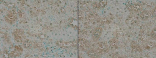 TNIK Antibody in Immunohistochemistry (Paraffin) (IHC (P))