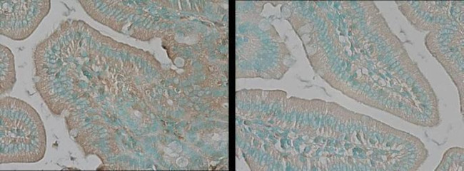 TNIK Antibody in Immunohistochemistry (Paraffin) (IHC (P))