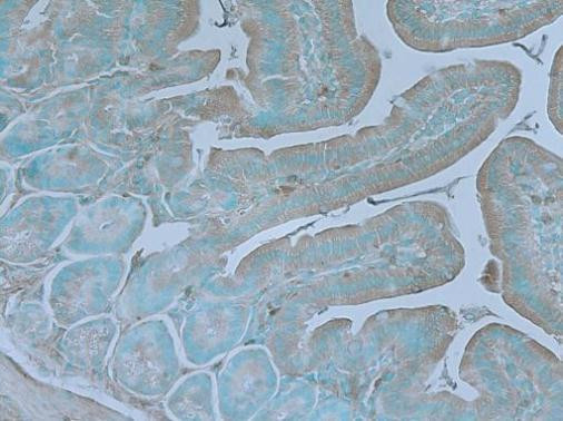 TNIK Antibody in Immunohistochemistry (Paraffin) (IHC (P))