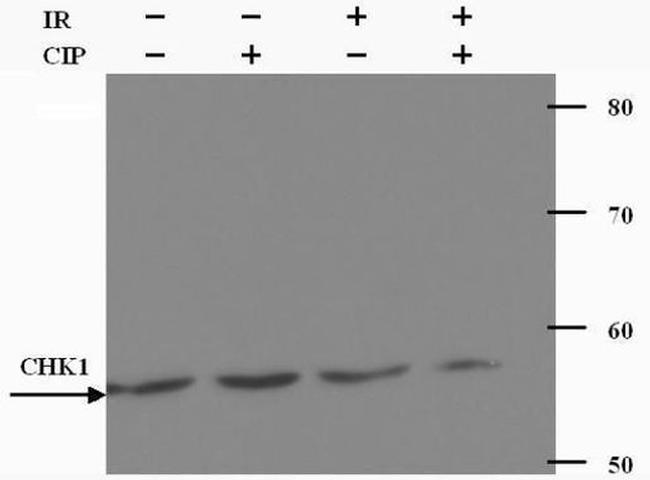 Chk1 Antibody in Western Blot (WB)