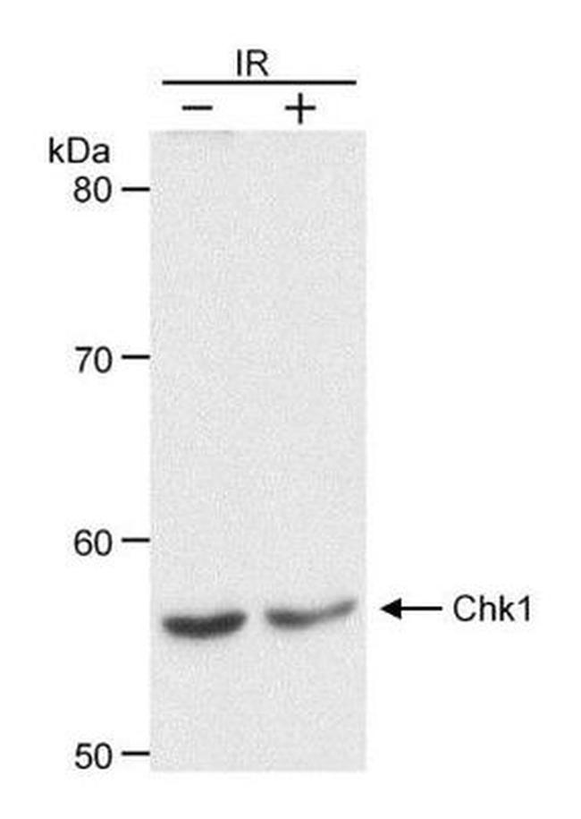 Chk1 Antibody in Western Blot (WB)