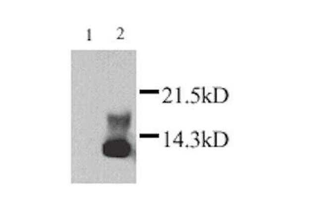 Lymphotactin Antibody in Western Blot (WB)