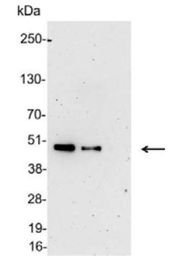 6x-His Tag Antibody in Western Blot (WB)