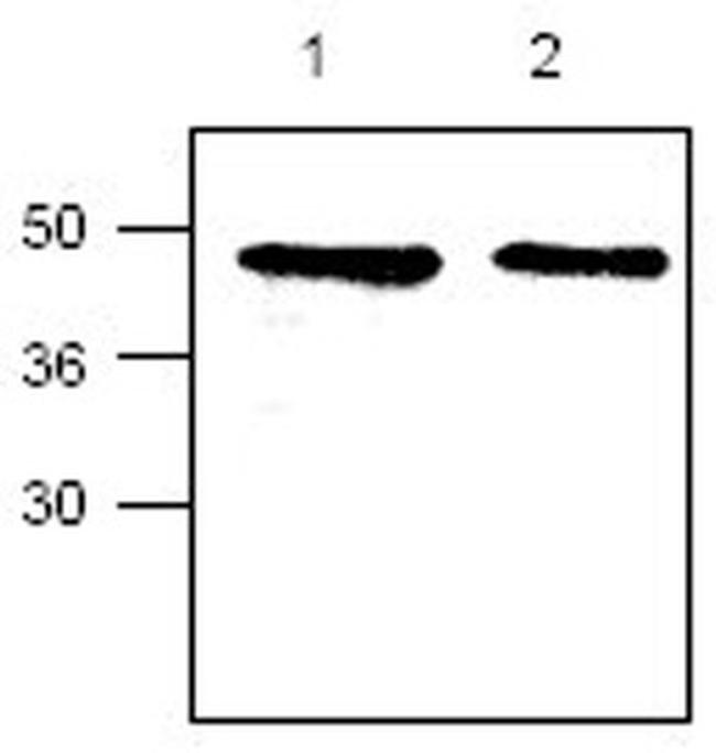 CYR61 Antibody in Western Blot (WB)