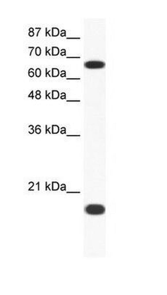 Cullin 1 Antibody in Western Blot (WB)