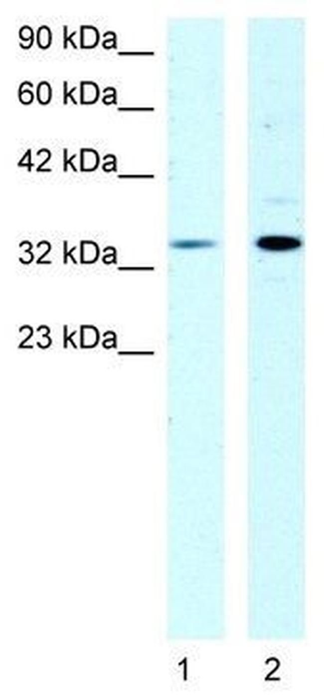 ZONAB Antibody in Western Blot (WB)