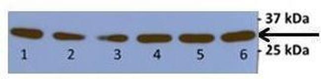 TFAM Antibody in Western Blot (WB)