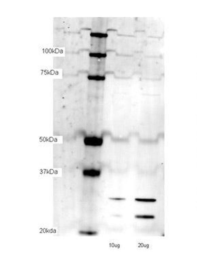 TFAM Antibody in Western Blot (WB)