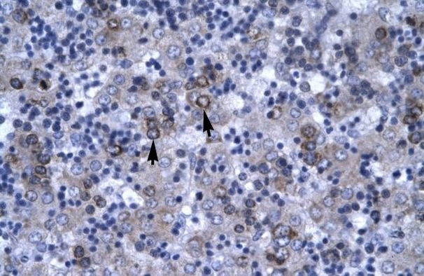 DBP Antibody in Immunohistochemistry (Paraffin) (IHC (P))