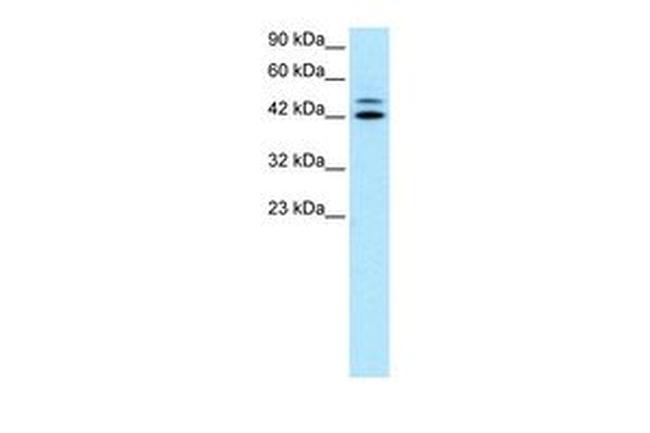 IRF8 Antibody in Western Blot (WB)