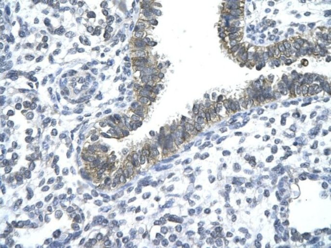 CCRN4L Antibody in Immunohistochemistry (Paraffin) (IHC (P))