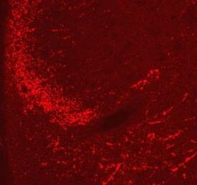 Endomorphin 2 Antibody in Immunohistochemistry (IHC)