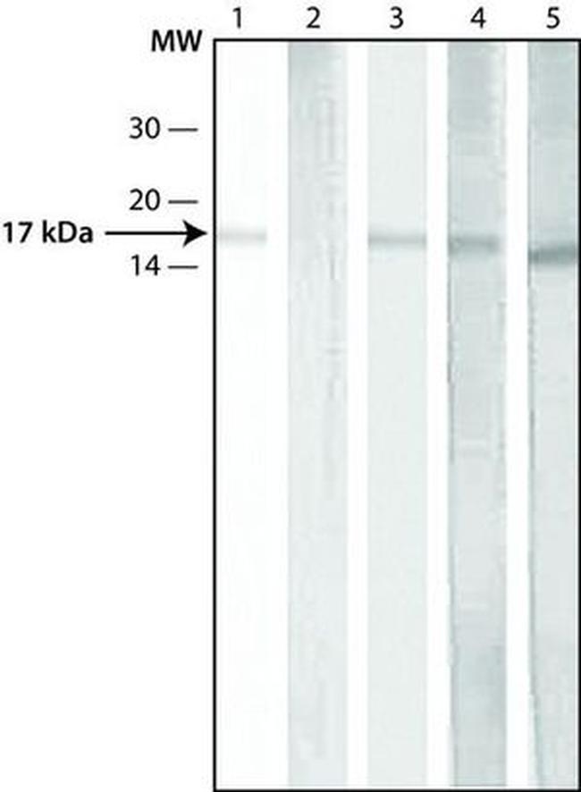 H3K9acS10ph Antibody in Western Blot (WB)