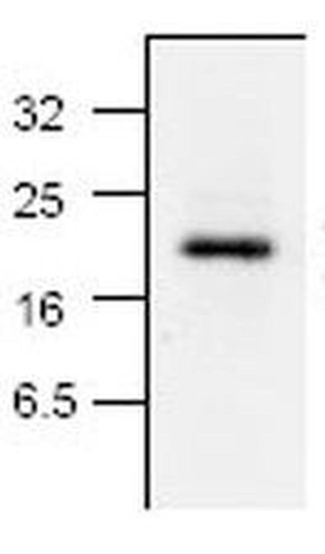 Caspase 7 Antibody in Western Blot (WB)