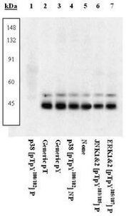 Phospho-p38 MAPK alpha (Thr180, Tyr182) Antibody in Immunoprecipitation (IP)