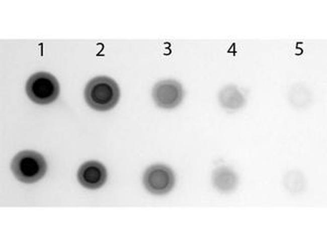 Cyanine Antibody in Western Blot (WB)