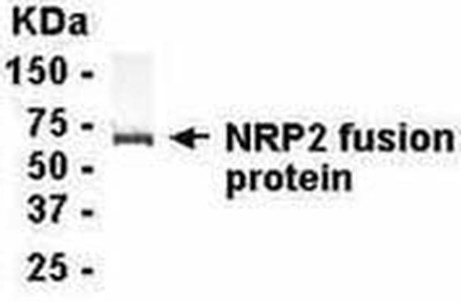 Neuropilin 2 Antibody in Western Blot (WB)