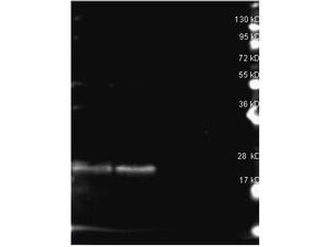 Phycoerythrin B Antibody in Western Blot (WB)