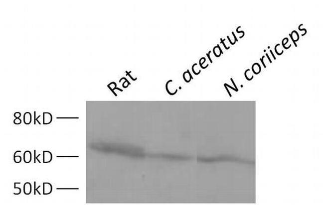 Mouse IgG (H+L) Secondary Antibody in Western Blot (WB)