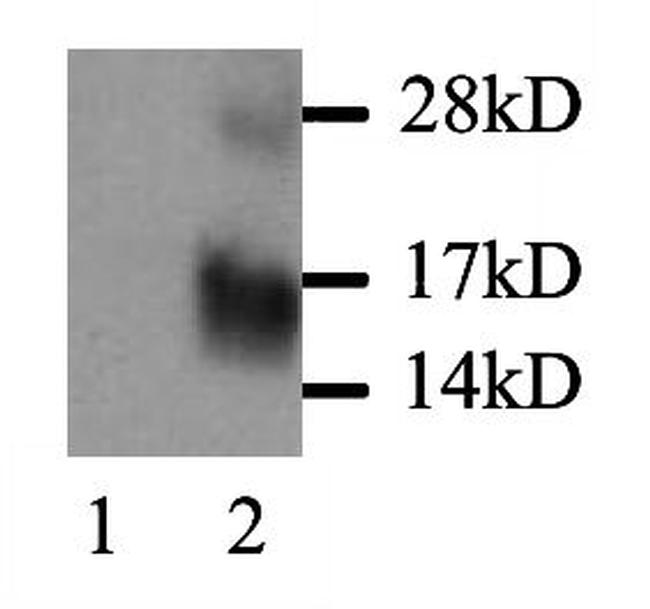 MCP-1 Antibody in Western Blot (WB)