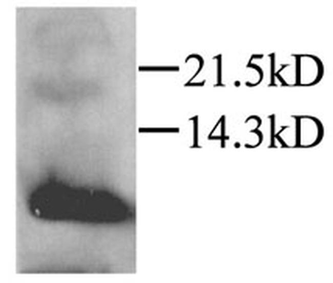 MIP-3 alpha Antibody in Western Blot (WB)