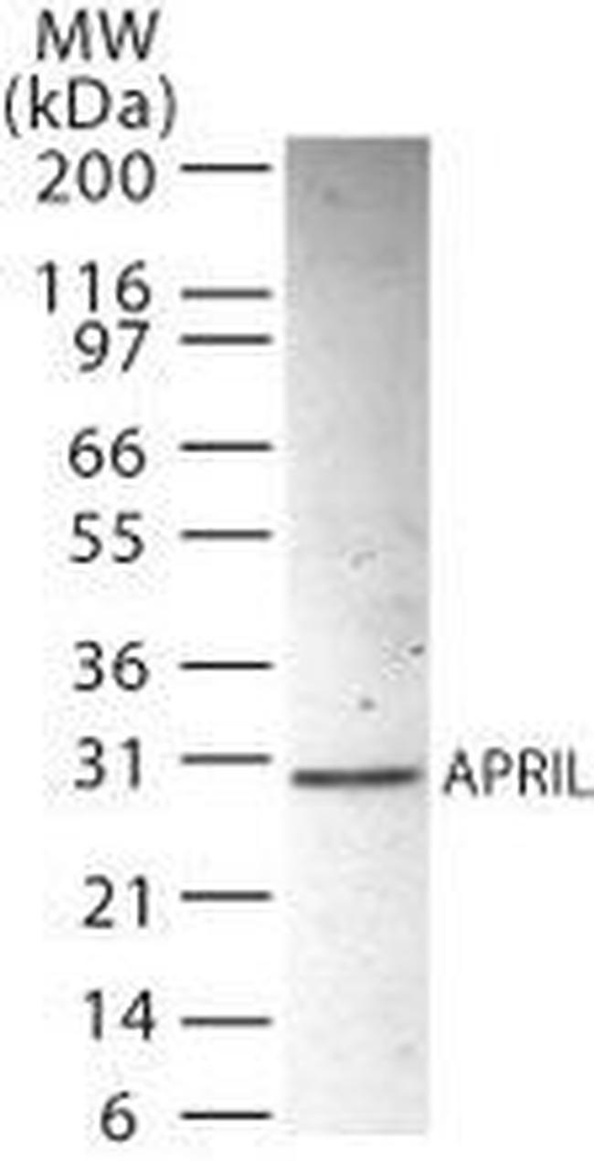 APRIL Antibody in Western Blot (WB)