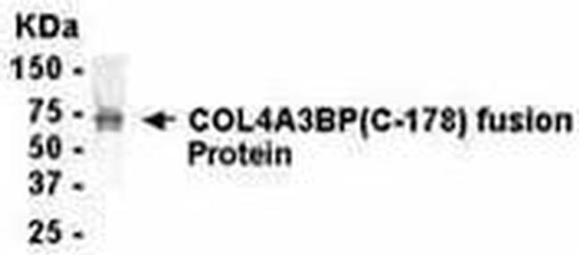 CERT Antibody in Western Blot (WB)