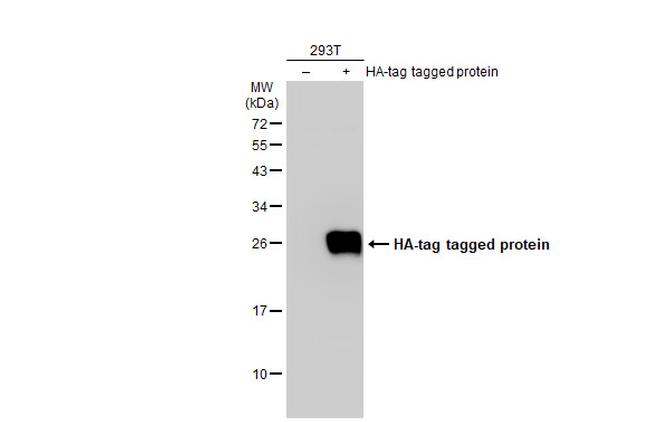 HA Tag Antibody in Western Blot (WB)