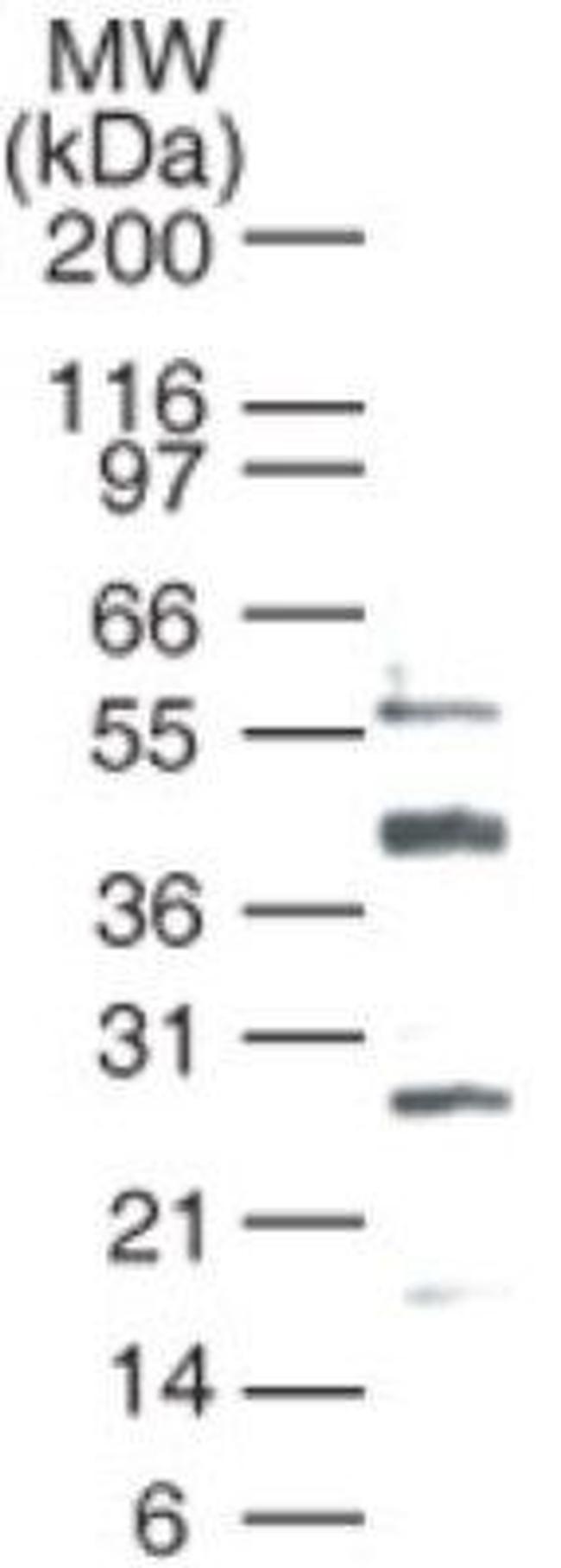 Bcl-3 Antibody in Western Blot (WB)