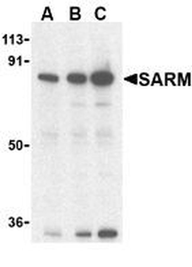 SARM Antibody in Western Blot (WB)