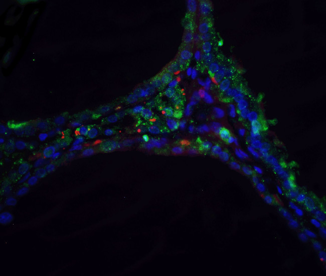 DNase II Antibody in Immunohistochemistry (Paraffin) (IHC (P))