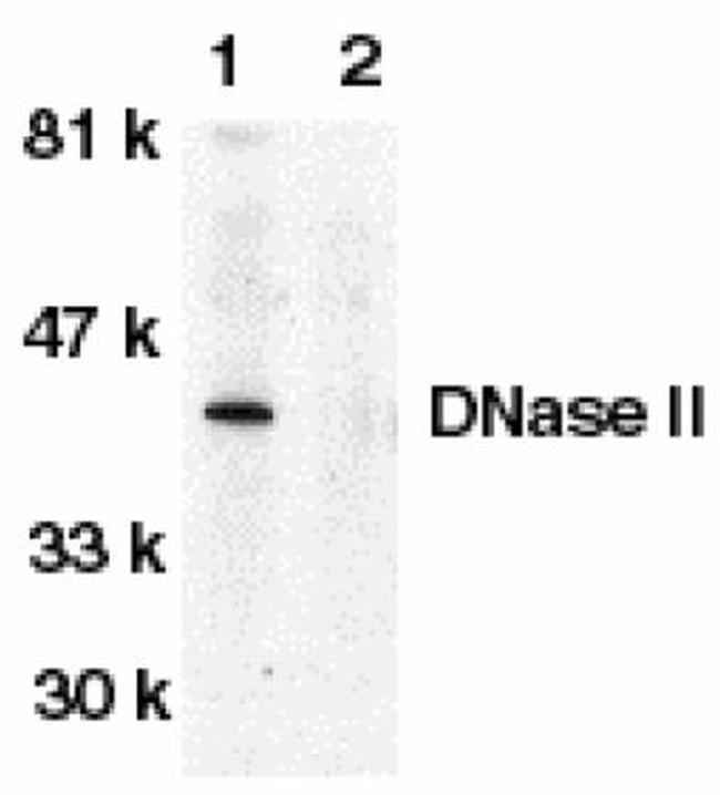 DNase II Antibody in Western Blot (WB)