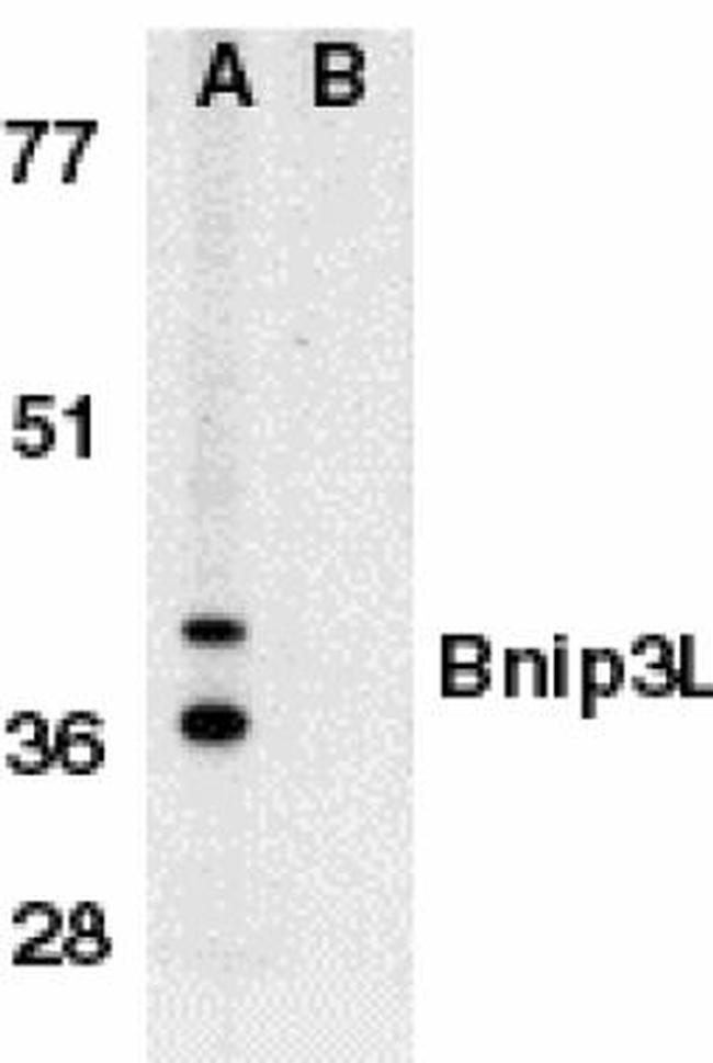 BNIP3L Antibody in Western Blot (WB)