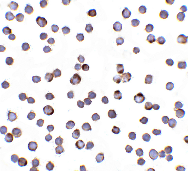 RAIDD Antibody in Immunocytochemistry (ICC/IF)