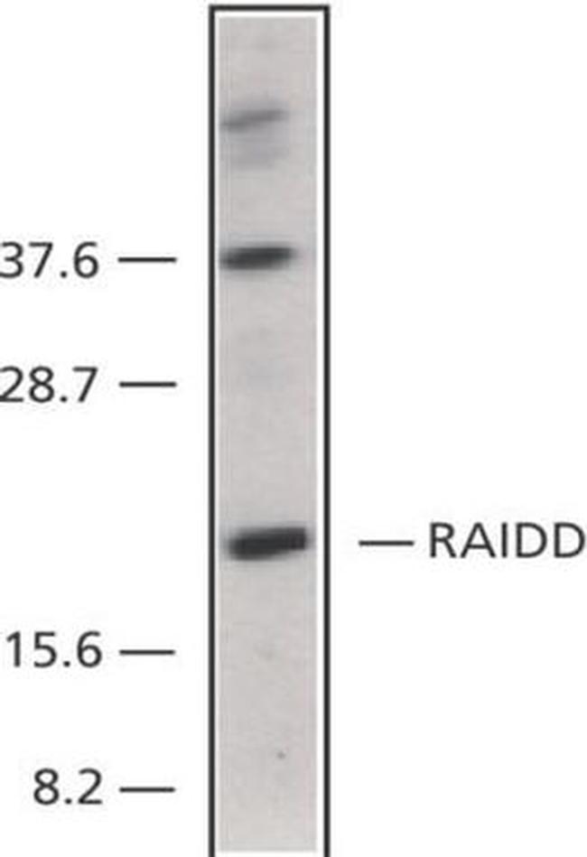 RAIDD Antibody in Western Blot (WB)