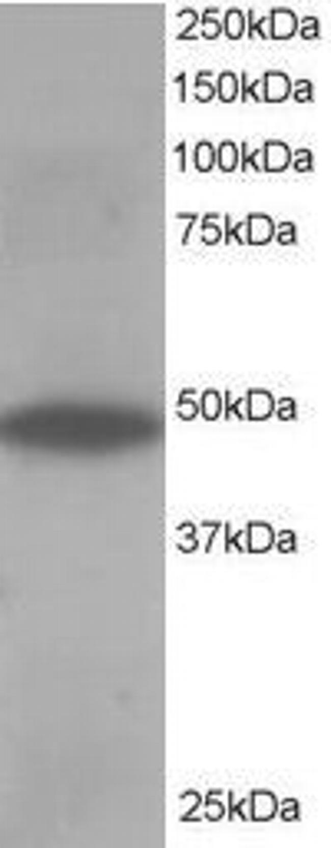 ORP1 Antibody in Western Blot (WB)