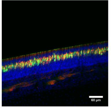 PDE4A Antibody in Immunohistochemistry (Frozen) (IHC (F))