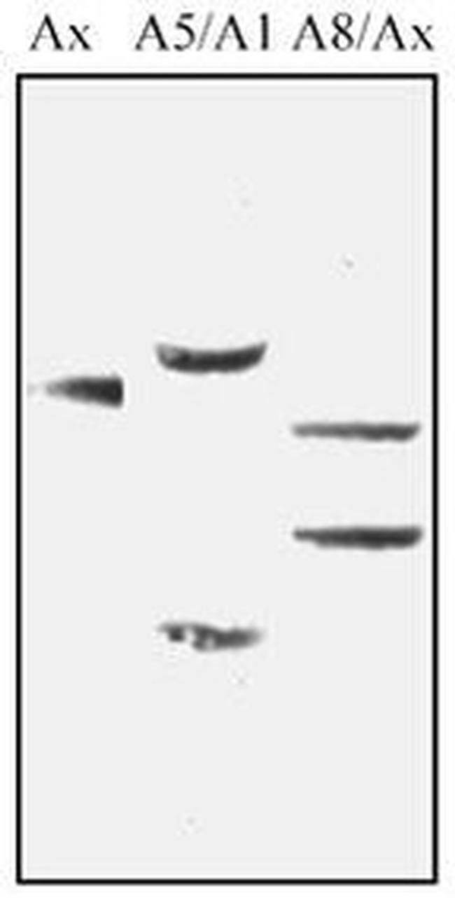 PDE4A Antibody in Western Blot (WB)