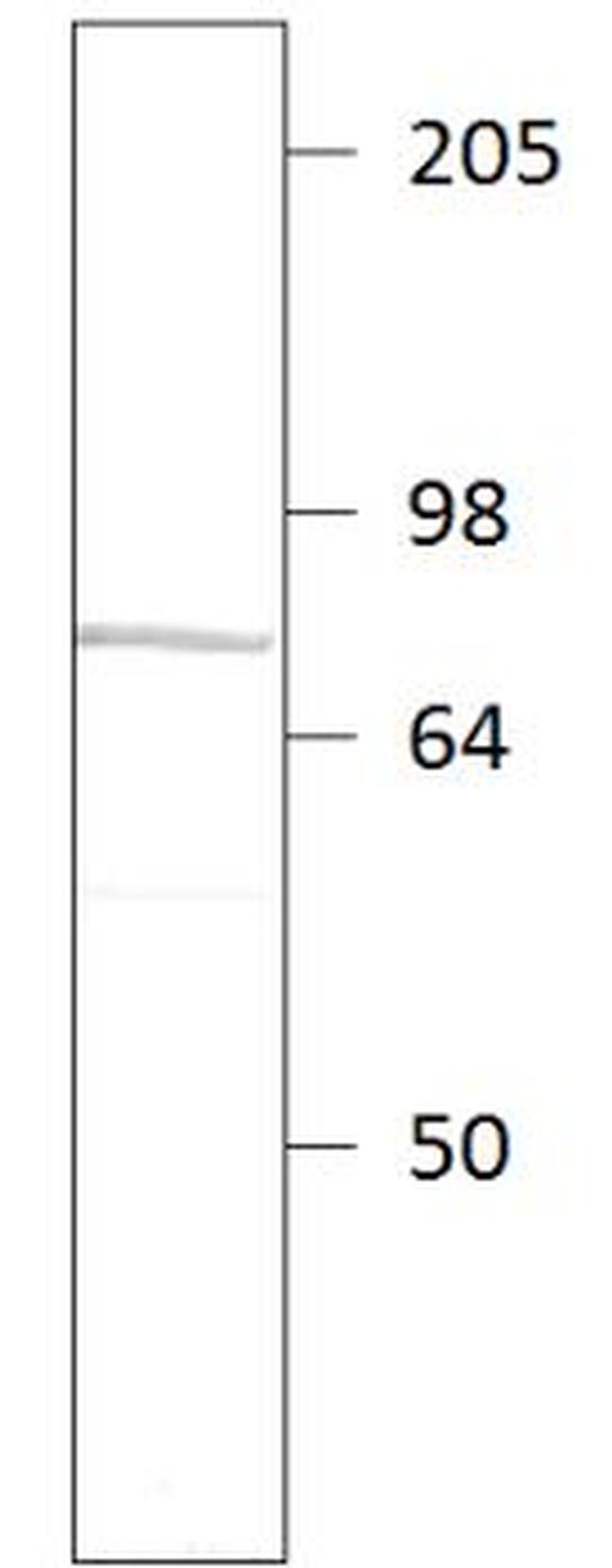 PDE9A Antibody in Western Blot (WB)
