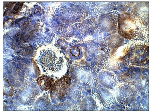 Adenylate Cyclase 4 Antibody in Immunohistochemistry (Paraffin) (IHC (P))