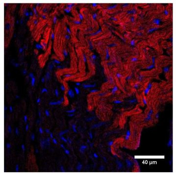 NPR1 Antibody in Immunohistochemistry (IHC)