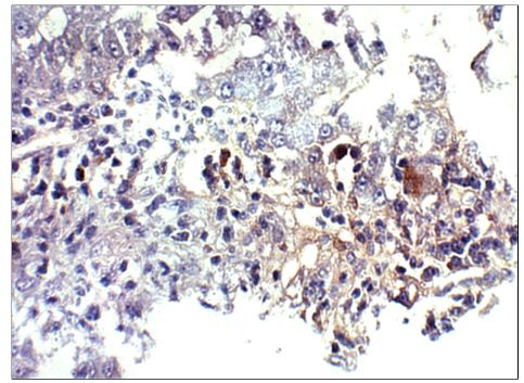 BMP-2 Antibody in Immunohistochemistry (Paraffin) (IHC (P))