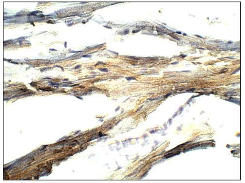 BMP-2 Antibody in Immunohistochemistry (Paraffin) (IHC (P))