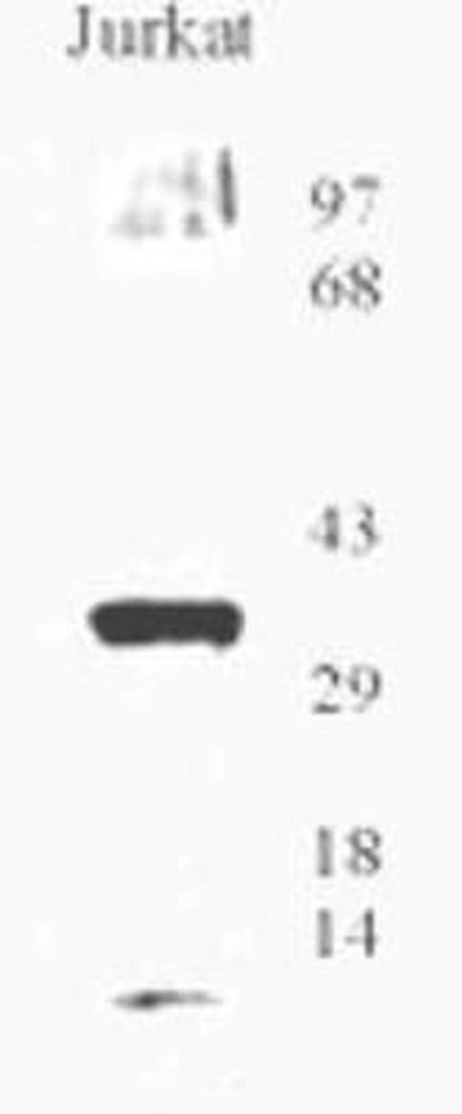 OGG1 Antibody in Western Blot (WB)