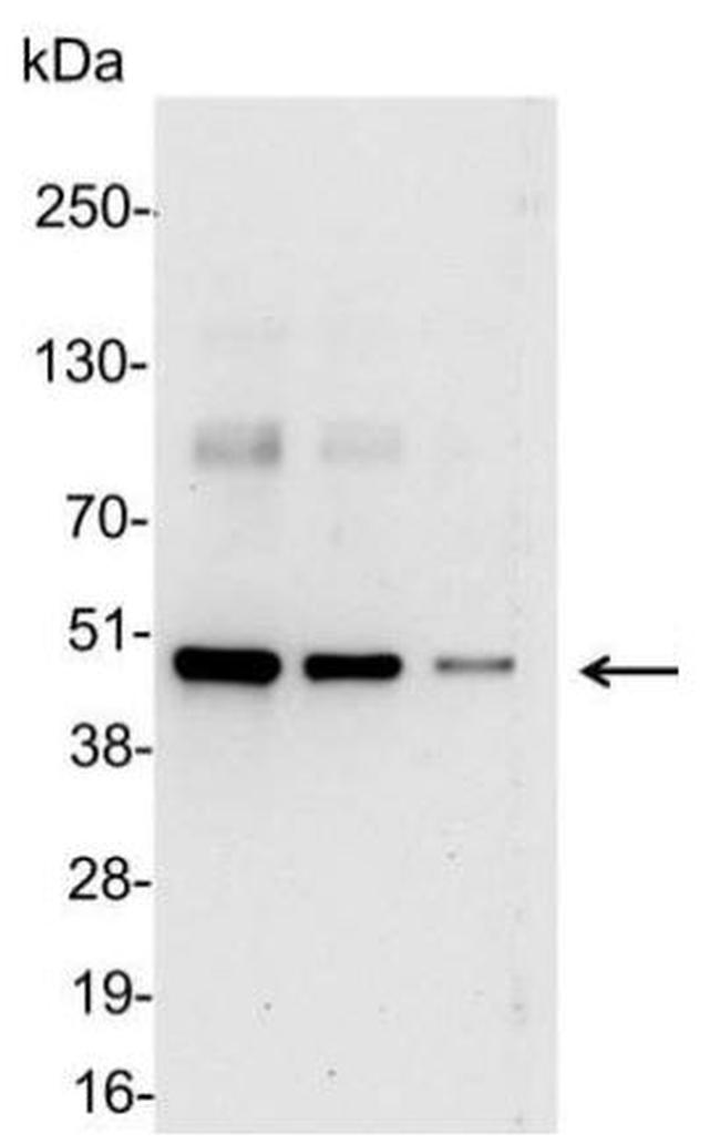 T7 Tag Antibody in Western Blot (WB)