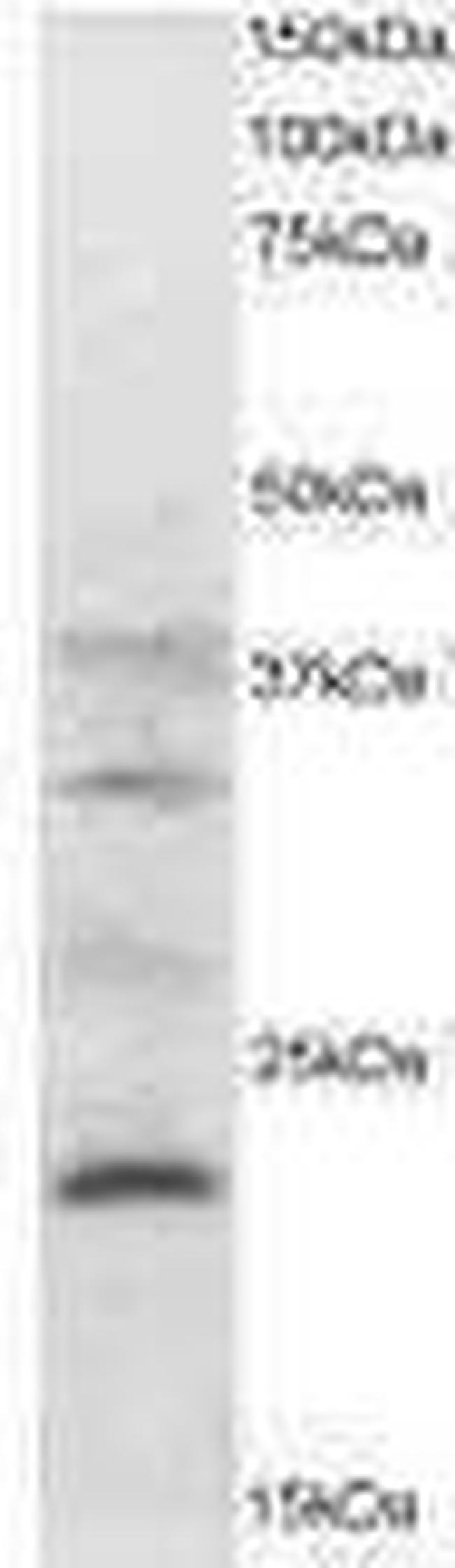 PRL3 Antibody in Western Blot (WB)