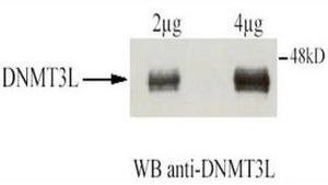 DNMT3L Antibody in Immunoprecipitation (IP)