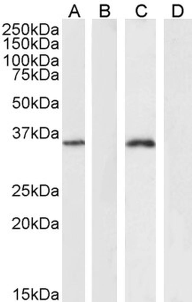 FOXL2 Antibody in Western Blot (WB)