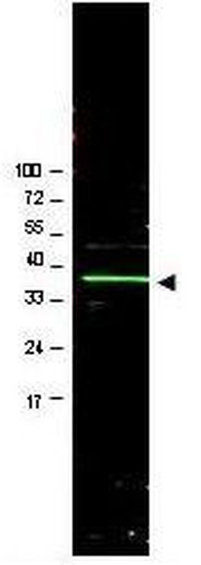 BMI-1 Antibody in Western Blot (WB)