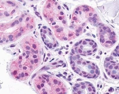 CXCR1 Antibody in Immunohistochemistry (IHC)